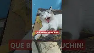 Que agustocidad con PELUCHIN! 😻