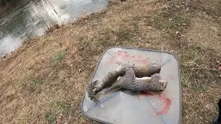 Squirrel Hunting with 20 Gauge
