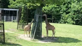 Necks Taller Than the Tree