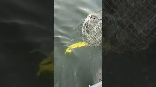 Щука на спиннинг. #shorts #сибирь #рыбалка #спиннинг #щука #pike #fishing #fish #fishvideo #siberia