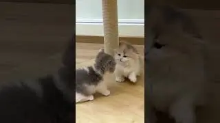 Just a little ball of fluff and chaos