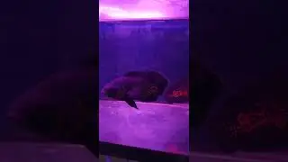ikan oscar leopard
