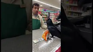 Crow Uses ATM. Buys Chips.