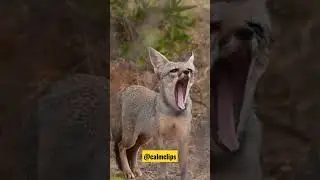 INDIAN FOX 🦊 #shorts #trending #viral #ytshorts #wildlife #wildlifephotography @kannada_weebs
