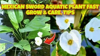 How To Grow Mexican Sword Aquatic Plant Care & Tips