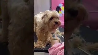MALTESE EAR ALMOST CUTS WHILE FACE GROOMING 🐾🐶🙉 #puppy #pets #cuteanimal #dog