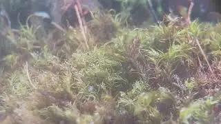 Moss worlds (rush edit)