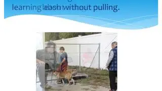 Pope Memorial SPCA Sadie Training Dog Program