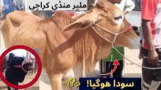 Malir Mandi latest update Karachi| Soda Hogya| #malirmaveshimandi 