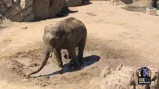 Groucho the Asian Elephant Wallowing
