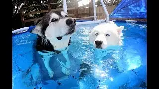 Swimming With My Dogs | Underwater Footage