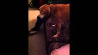 Mason the dog biting bubbles