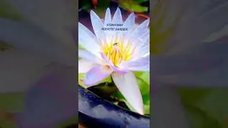 miracle blue water lily