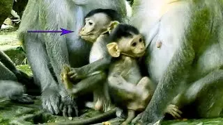Pity Mom Jane  Wanna Warning & Weaning Baby Janna But She Can't Do That #How Monkey Cry
