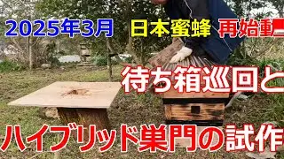 ２０２５年３月　養蜂再始動　待ち箱の巡回とハイブリッド巣門の試作　#金稜辺 #日本蜜蜂 #養蜂 #ハイブリッド巣門　＃待ち箱　＃DIY