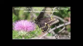 Introduction to native plant gardening in central Arizona: Design and maintenance (Part 4)
