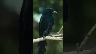 Fork-tailed Drongo | Mikstertbyvanger | ⭐️
