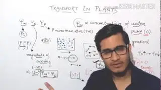 Water potential, solute potential and pressure potential explained.