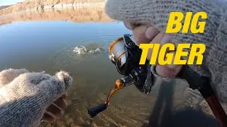 5 POUND 22 INCH TIGER!! | + BIG Cutthroat | Utah fishing 2020