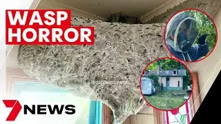 Gigantic wasp nest uncovered in Melbourne home | 7NEWS