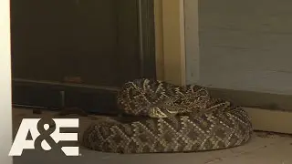 Live PD: Rattlesnake Rescue | A&E