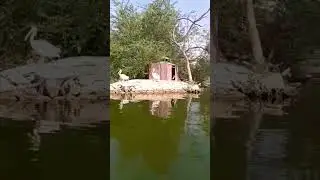 Safari Park karachi Beautifully vew 😍🤩 #youtubeshorts #viralvideo #safari #park #karachi #pakistan