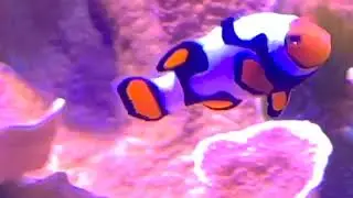 Clownfish anemone fish Mote Marine Laboratory Aquarium City Island Sarasota Bay Florida America 1 18