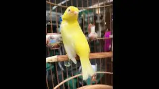 Vành khuyên mái siêu kích bổi siêu nhanh líu