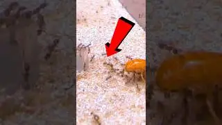 I gave my ants a live COCKROACH