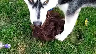 When Zeus the Malamute raids the bedroom and escapes with your partners wig. Playtime