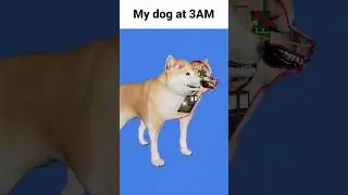 My dog at 3AM #memes