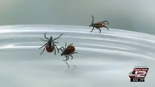 Video: CDC warns Lyme disease now fastest growing vector-borne infectious disease in US