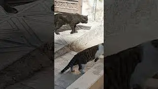 🍭🐈&zwj;⬛Colorful Cats:The Amazing World of Street Cats#shortvideo #shortfeed #cat #shorts#youtubeshorts