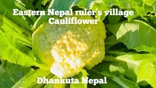 Eastern Nepal hills side ruler village plant&rsquo;s #cauliflower
