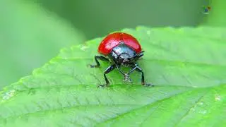 Chrysomela populi - Mandelinka topolov&aacute;