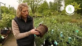 Køb af planter. Hvad er en sund og livskraftig plante?