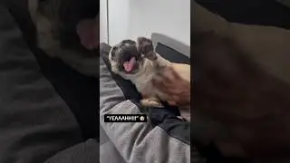 Jip Jip is now accepting all belly rubs  🐶🫃👋🏾 #frenchbulldog #funny #frenchie #bellyrubs #cute