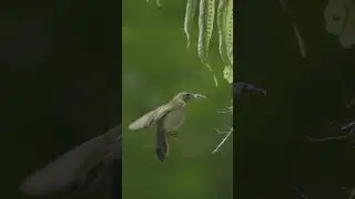 Sunbird flying near its nest