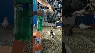 Release new house pigeon #pigeon #loft #pigeonhouse #kabootar #pigeonloft #pigeoncoop #kabutar