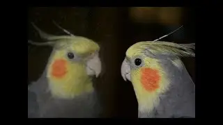 حياة الحيوان