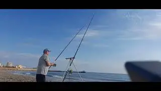 la manga neil Black bream
