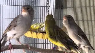 German Roller Canaries singing