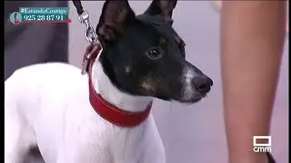Enfermedades respiratorias de los perros