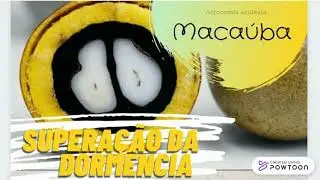 Superação da dormência em sementes de macaúba