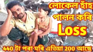 Local duck farming in Assam /হাঁহ পালন কৰি Loss. 240 টা হাঁহ মৰিগল ॥Assam Agro Channel