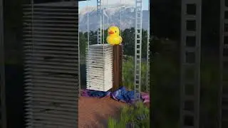 Surfing Duck