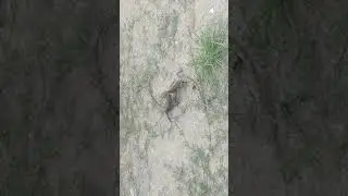 Friendly Fight between Two green Chameleons