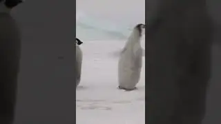Waddle, Baby Penguin, Waddle! #penguindancesong #singalongforbabies #kidslearningsong