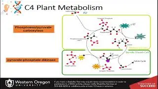 CH451: Photosynthesis - Calvin Cycle Evolutionary Adaptations (Part 3 of 3)