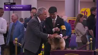Pomeranians | Breed Judging 2026
